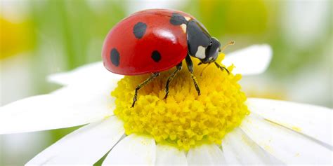 Yellow Lady Bug