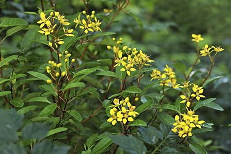 Honesty in the Physical mind : spiritual meaning of flower