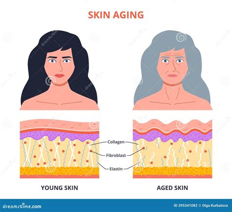 Aging Process Cartoon 的图像结果