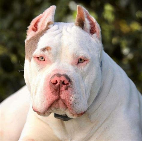 White Pitbull Breeds