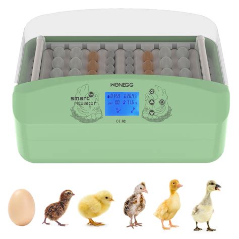Buy Eggs Incubators, 32-60 Egg Incubator with Automatic Egg Turning and ...