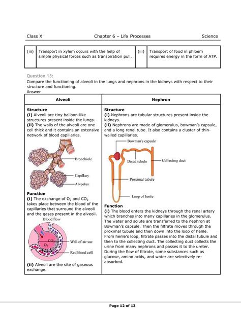 Chapter Life Processes Class 10 Shubham Pathak 的图像结果
