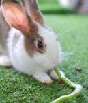 Image result for Garden Plants Rabbits Eat