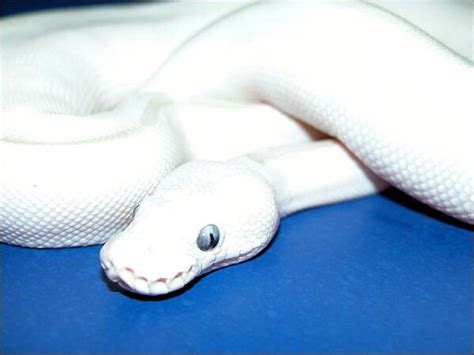 Image result for Cute White Ball Python