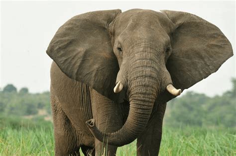 Image result for Elephant Geyser Toothpaste