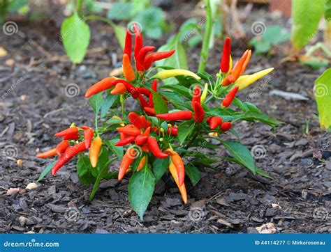 Fresh Growing Ornamental Pepper Plant Stock Image - Image of natural ...