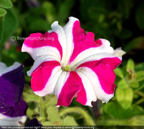 Petunia ultra rose star | Petunia Hybrida