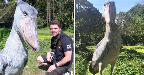 [VIDEO] Man Reunites With ‘Dinosaur-Looking’ Shoebill Stork He First Met at 10: ‘She’s an ...