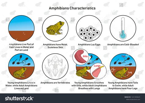 Characteristics Of Amphibians