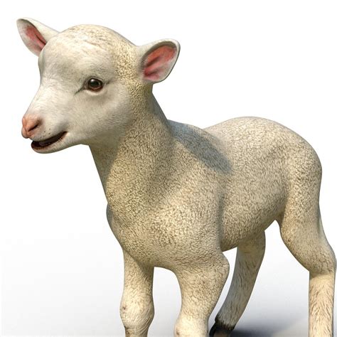 3D Lamb Rigged | 3D Molier International