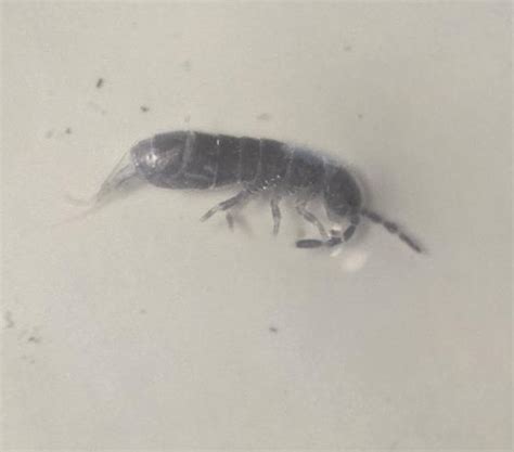 Image result for Springtail Bugs