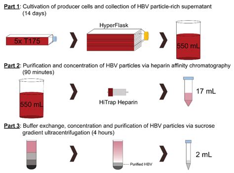 Rapid and Robust Continuous Purification of High-Titer Hepatitis B ...