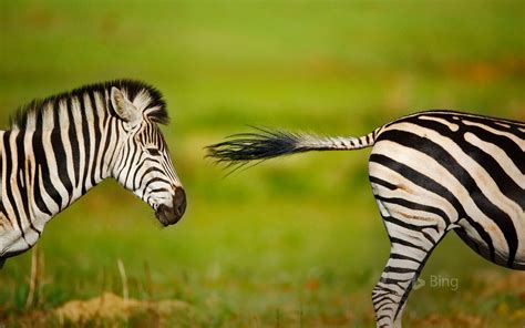 Bing Zebra Wallpaper 的图像结果