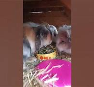 Image result for 3 Rabbits