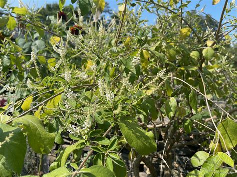 Aloysia virgata (Verbenaceae) image 238553 at PhytoImages.siu.edu