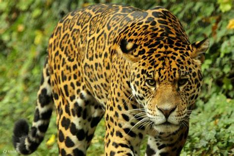 ZooParc de Beauval Ticket in Saint-Aignan (Direct Entry) - Klook India