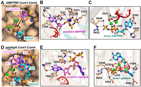 Image result for CSM CP4