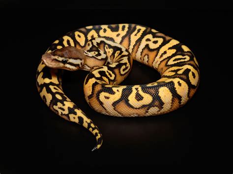 Image result for Inferno Ball Python