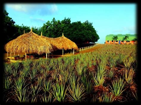 The Aloe Vera Curacao, Home of Curaloe Tour (Willemstad) - All You Need ...