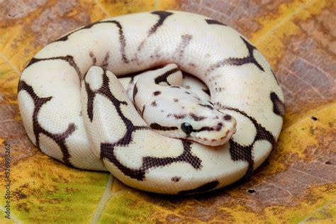 Image result for Royal Ball Python