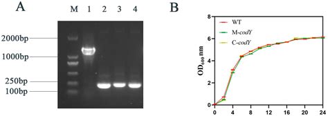 CodY: An Essential Transcriptional Regulator Involved in Environmental ...