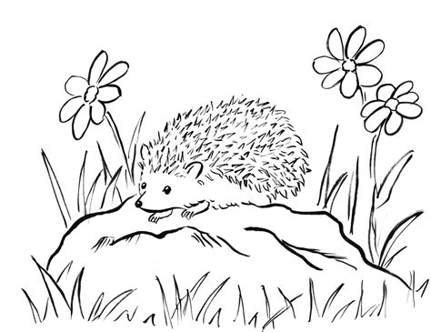 Hedgehog Coloring Pages Coloring Pages Hedgehog (Animals >