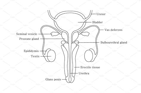 Male reproductive system in line | Illustrations ~ Creative Market