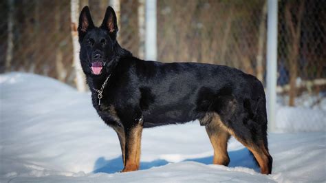 Bicolor German Shepherd