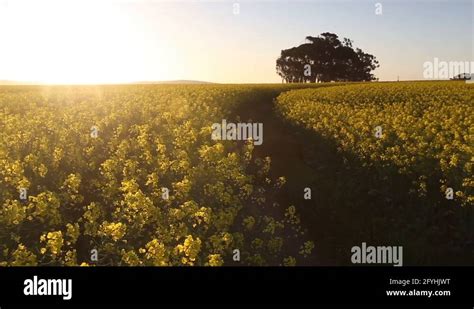 Path through Field 的图像结果