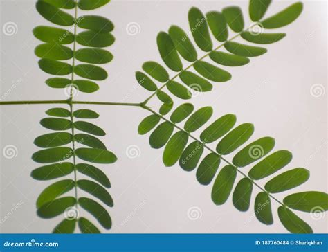 Green Bipinnate Leaves of White Babool Tree Stock Photo - Image of ...