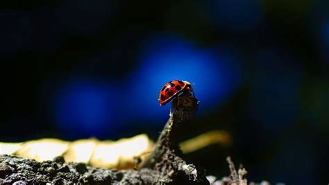 Wallpaper ladybug, insect, branch, macro hd, picture, image