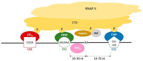 Implications of Poly(A) Tail Processing in Repeat Expansion Diseases