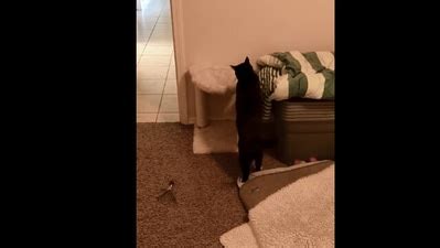 Smart cat ‘invents’ a game to keep itself entertained. Watch sweet ...