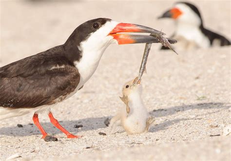 Black Skimmer | Audubon Field Guide