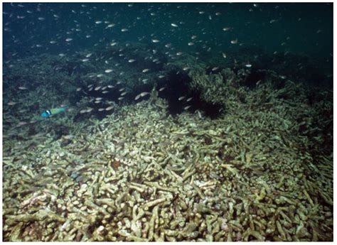 Land-Sourced Pollution with an Emphasis on Domestic Sewage: Lessons ...