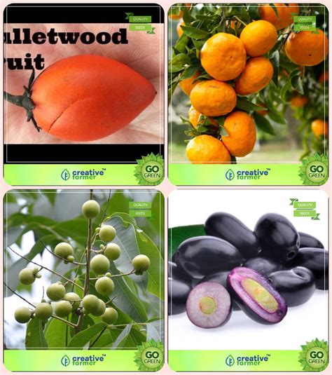 Buy Creative Farmer Tree Seeds For Outdoor Garden Mamosa -Elangi,Orange ...