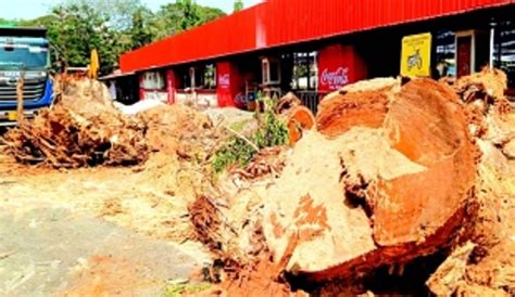 Public outcry as majestic rain trees axed for Modi’s Margao meet