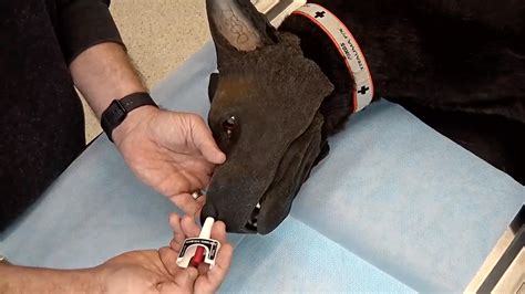 Can you give a dog Narcan? | Ohio State Health & Discovery - where is narcan used
