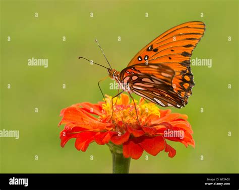 Agraulis vanillae, Gulf Fritillary butterfly on an orange Zinnia flower Stock Photo - Alamy