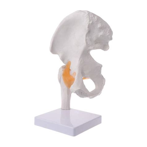Buy YOUSIKE Life Size Ligament Hip Joint Anatomy Model Skeleton ...