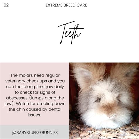 DM LIONHEADS - Baby Blue Bee Bunnies