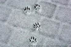 marderspuren im schnee news 2013 v 246 gel tiere insekten pflanzen natur marderspuren im schnee news 2013 v 246 gel tiere insekten pflanzen natur