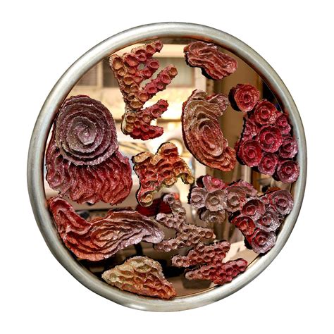 Element Earth Tree 的图像结果