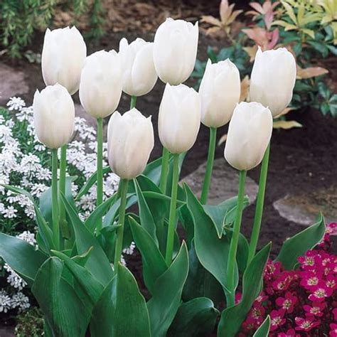 Live Green Tulip Flower Bulbs For Garden (White Marvel 1pc) : Amazon.in ...