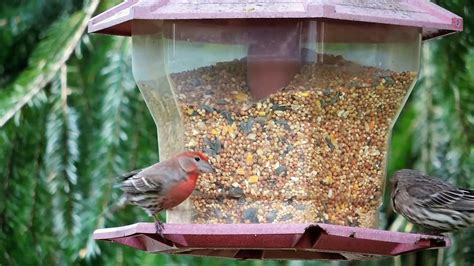 Birds on a Bird Feeder · Free Stock Video