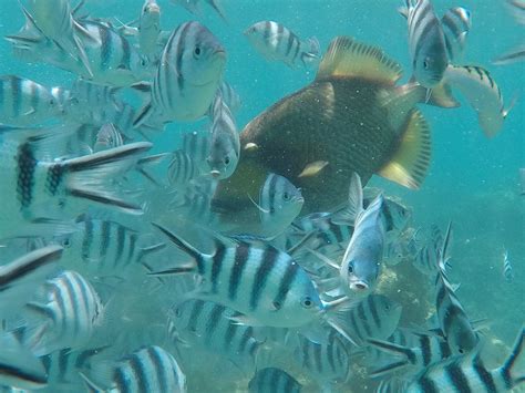 PJ'S SAILING ADVENTURES FIJI (2025) All You Need to Know BEFORE You Go ...