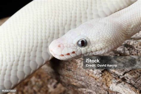 Image result for Blue Eyed Ball Python