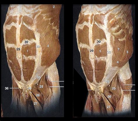 Image result for Abd Script GUI