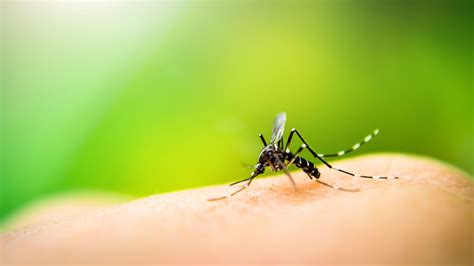 Deet vs. Picaridin: Which is the best mosquito repellent? - Task & Purpose