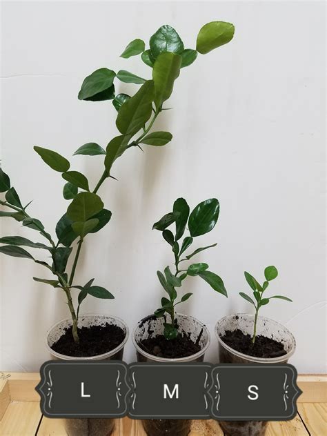 Kaffir Lime Plant, Kaffir Lime Seedling, Bare Root Kaffir Lime, Citrus ...